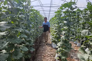 Việc đẩy mạnh ứng dụng nông nghiệp sạch và công nghệ cao đang mở ra hướng đi mới cho sản xuất nông nghiệp tại phường Long Bình.