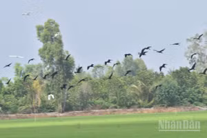 Loài chim hoang dã di cư về khu vực xã Mỹ Thành, tỉnh Đồng Tháp để tìm mồi.