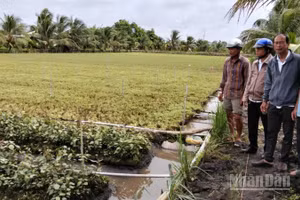 Sáng 9/7, lãnh đạo Đảng ủy, Ủy ban nhân dân xã Long Định khảo sát ruộng rau ảnh hưởng.