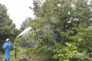 Phun thuốc trừ bệnh trên cây sầu riêng ở xã Mỹ Thành, tỉnh Đồng Tháp.