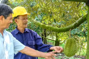 Chuyển dịch xanh đang mở ra cơ hội để nông sản Việt Nam tái định vị trên thị trường quốc tế. (Trong ảnh: Trồng sầu riêng cho năng suất cao ở xã Trường Long, TP Cần Thơ). (Ảnh Phương Bằng)