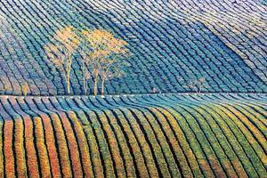 Đồi chè Mộc Châu. (Ảnh Huỳnh Văn Truyền)