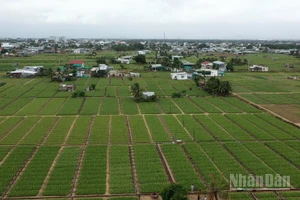 Sản xuất nông nghiệp 2025 vượt khó để ghi nhận kết quả tích cực. (Ảnh: THUẬN NGUYỄN)