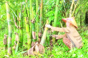 Bà Nguyễn Thị Sang thu hoạch măng tre trong vườn tre bốn mùa.