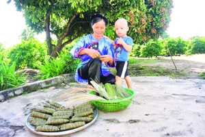 Những mẻ bánh tro mới ra lò của đồng bào dân tộc Nùng tại Tây Nguyên.