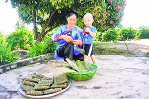 Những mẻ bánh tro mới ra lò của đồng bào dân tộc Nùng tại Tây Nguyên.