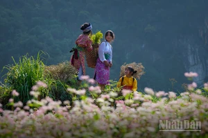 Miền đá nở hoa. (Ảnh: Vũ Linh) 