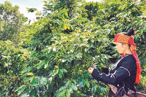 Thu hoạch cà-phê từ những vườn cà-phê xen cây rừng tại xã Hướng Phùng, tỉnh Quảng Trị.