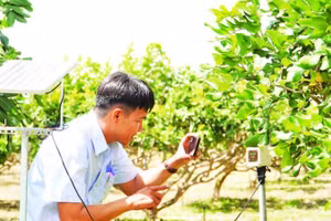 Ngành nông nghiệp Cần Thơ đưa ra nhiều khuyến cáo kỹ thuật đối với từng nhóm cây trồng.