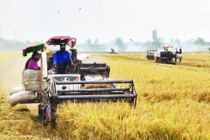 Nông dân xã Mỹ Thành, tỉnh Đồng Tháp thu hoạch lúa đông xuân 2025-2026.