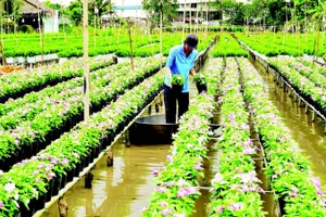 Chăm sóc hoa tại Tổ hợp tác hoa kiểng khóm Tân An.