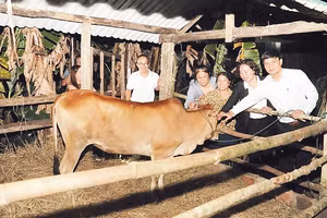 Trao bò, trao sinh kế để giúp người dân vươn lên thoát nghèo bền vững tại xã Đăk Hà, tỉnh Quảng Ngãi.