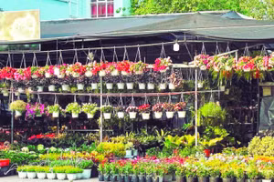 Một hộ dân sử dụng khu đất trống để trồng và kinh doanh hoa cảnh đô thị ở phường Chánh Hưng.