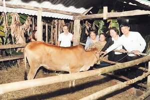 Trao bò, trao sinh kế để giúp người dân vươn lên thoát nghèo bền vững tại xã Đăk Hà, tỉnh Quảng Ngãi.