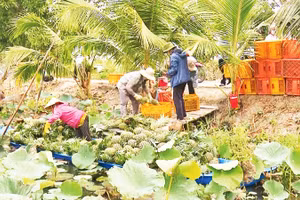 Thu hoạch khóm MD2 tại xã Phương Bình, thành phố Cần Thơ.