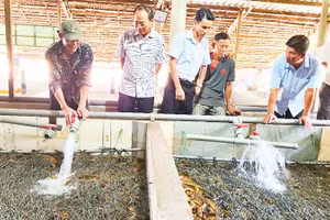 Hội Nông dân thành phố Cần Thơ và Ủy ban nhân dân xã Vị Thủy khảo sát tại hộ nuôi lươn ở Ấp 6.