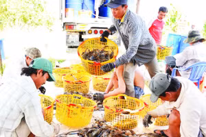 Nông dân Vĩnh Bình, tỉnh An Giang thu hoạch tôm càng xanh bán cho thương lái.