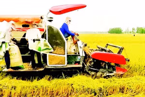 Nhu cầu vay vốn sản xuất, kinh doanh lúa gạo cao nhưng khó tiếp cận. Trong ảnh: Nông dân thành phố Cần Thơ thu hoạch lúa chất lượng cao.