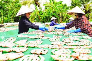 Phơi khô cá lóc tại cơ sở khô cá Như Hằng.