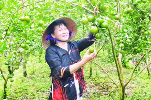 Quýt đường Long Trị, xã Bình Phú, tỉnh Vĩnh Long.