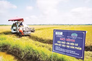 Thu hoạch lúa hữu cơ liên kết sản xuất giữa Sepon Group và nông dân Quảng Trị.