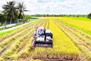 Thu hoạch lúa tại xã Lương Hòa (Vĩnh Long).