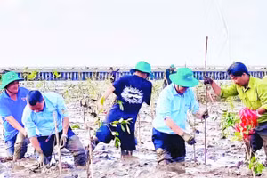Một chương trình trồng mới rừng ngập mặn được tổ chức tại thành phố Cần Thơ.