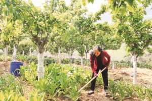 Chị Trương Thị Sến chăm sóc vườn rau dưới tán cây ăn quả.