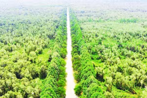 Một góc Khu bảo tồn thiên nhiên Lung Ngọc Hoàng, thành phố Cần Thơ nhìn từ trên cao.