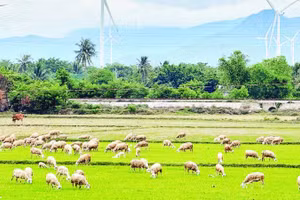 Thịt dê, cừu được xem là lợi thế riêng của Khánh Hòa trong quá trình hình thành chuỗi sản xuất đáp ứng đầy đủ các tiêu chuẩn Halal để xuất khẩu.