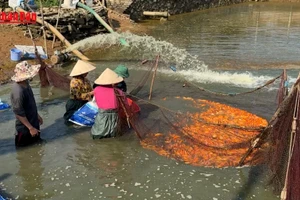 [Video] Thủ phủ cá chép đỏ ở Đồng Nai nhộn nhịp trước ngày Ông Táo
