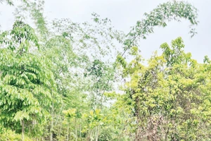 Người dân bản Phụ Mẫu trồng vườn rừng 7 tầng ở Suối Piu. Ảnh: Pv