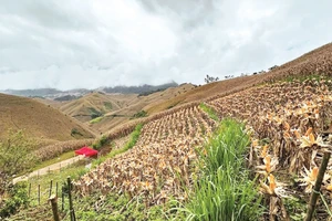 Mô hình trồng băng cỏ xen ngô giúp hạn chế sạt lở, xói mòn. Ảnh: Đức Bình