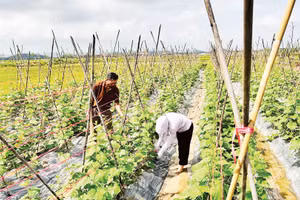 Nông dân Hà Tĩnh nhanh chóng khôi phục đồng ruộng, gieo trồng lại để kịp vụ đông. (Ảnh: Ánh Nguyệt)
