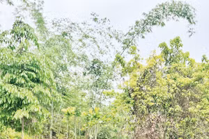 Người dân bản Phụ Mẫu trồng vườn rừng 7 tầng ở Suối Piu. Ảnh: Pv