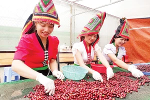Thu hoạch quả cà-phê tại Hợp tác xã Cà-phê Bích Thao.