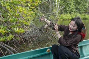 Tham gia Ngày hội Cua Cà Mau, du khách sẽ được trải nghiệm dỡ lợp cua tại các khu du lịch cộng đồng.