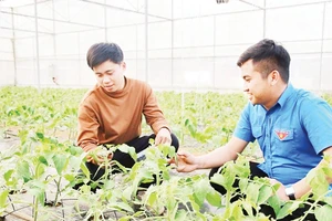Mô hình trồng cà chua trong nhà lưới của HTX Thanh niên Mộc Châu. Ảnh: Báo Sơn La