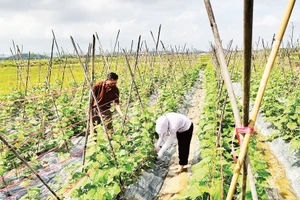 Nông dân Hà Tĩnh nhanh chóng khôi phục đồng ruộng, gieo trồng lại để kịp vụ đông. (Ảnh: Ánh Nguyệt)