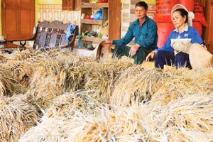 Người dân miền Tây Nghệ An bị thiệt hạ về lúa nặng do lũ lớn. (Ảnh: Nguyễn Phê) 