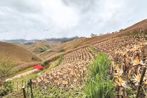 Mô hình trồng băng cỏ xen ngô giúp hạn chế sạt lở, xói mòn. Ảnh: Đức Bình