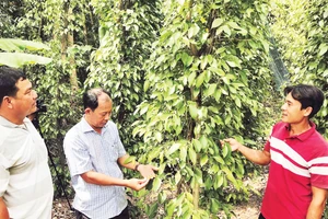 Trồng hồ tiêu được nhiều hộ dân lựa chọn để phát triển kinh tế.