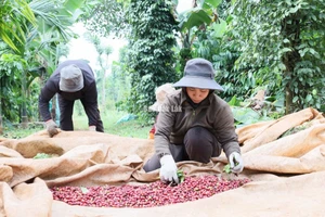 Người dân trên địa bàn phường Ea Kao thu hoạch cà phê.