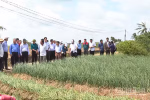 Chuyên gia và lãnh đạo thành phố Cần Thơ tham quan mô hình trồng hành tím tại phường Vĩnh Châu.