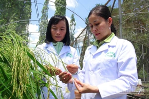 Viện Lúa Đồng bằng sông Cửu Long đã trở thành trung tâm nghiên cứu khoa học lúa gạo hàng đầu Việt Nam.