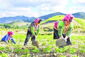 Người dân bản Háng Lìa A chăm sóc cây khoai tây lần đầu tiên được trồng trên đất ruộng.