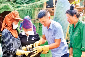 Giáo viên Trung tâm hướng dẫn học viên lớp học nghề kỹ thuật chăn nuôi và phòng trị bệnh cho gia cầm tại bản Huổi Phúc, xã Thanh Yên cách tiêm thuốc trị bệnh cúm trên gia cầm.