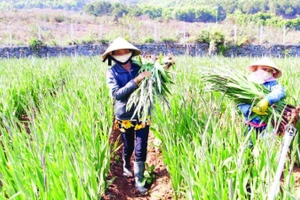 Nhà nông tại làng hoa lay-ơn xã Hiệp Thạnh thu hoạch hoa bán dịp Tết.