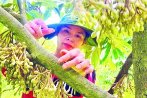 Phát triển vườn cây ăn trái có giá trị kinh tế cao tạo nguồn thu nhập ổn định cho người dân xã Ia Chim.