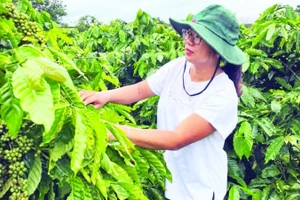 Nhờ áp dụng khoa học, kỹ thuật vào sản xuất, mô hình trang trại của chị Nguyễn Thị Thùy Trang mỗi năm đều cho sản lượng và năng suất cao.